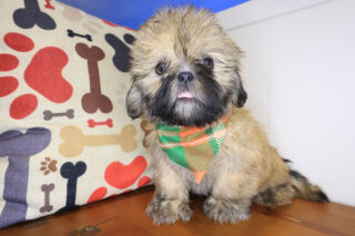 Lafitte Shih Tzu 01