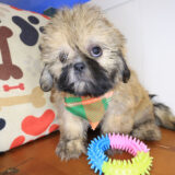Lafitte Shih Tzu 03