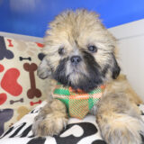 Lafitte Shih Tzu 04