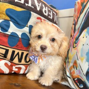 Lassie Cavapoo 01