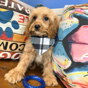 Little Boy Cavapoo 01