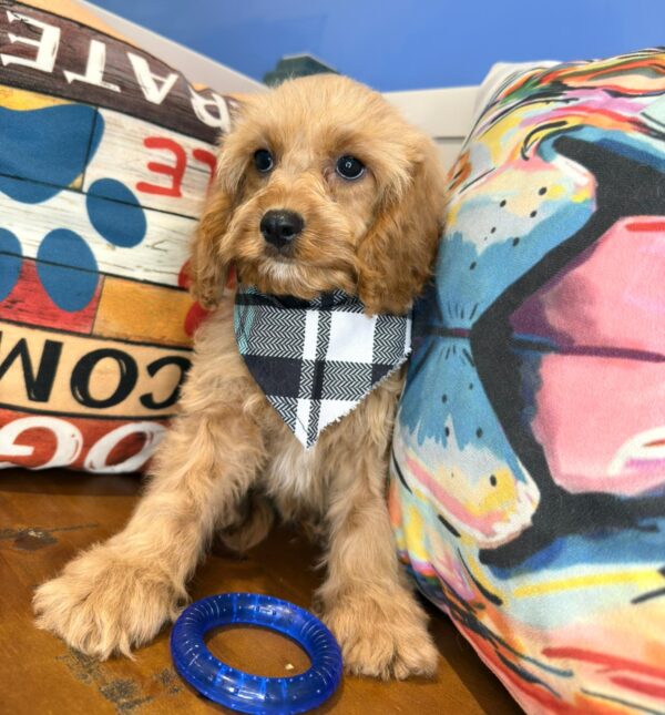 Little Boy Cavapoo 01