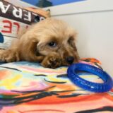 Little Boy Cavapoo 03