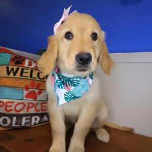 Lovie Golden Retriever 01