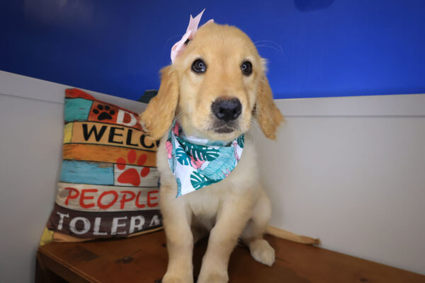 Lovie Golden Retriever 01