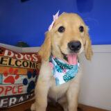 Lovie Golden Retriever 03