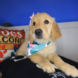 Lovie Golden Retriever 04