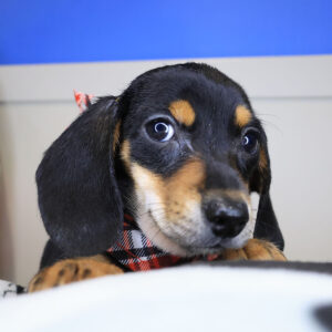 Lucky Dachsund 01
