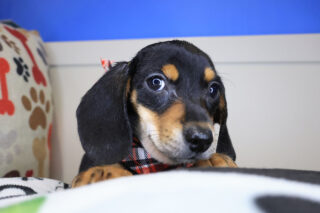 Lucky Dachsund 01