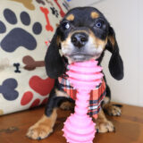 Lucky Dachsund 03