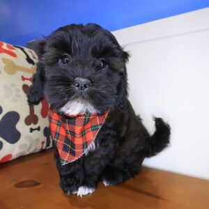 Lyle Shihpoo 01