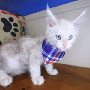 Meathead Maine Coon 01