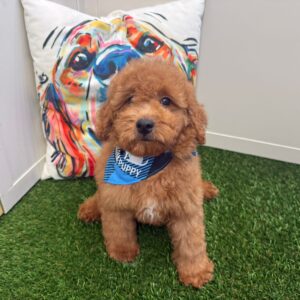 Merlot Mini Goldendoodle 01