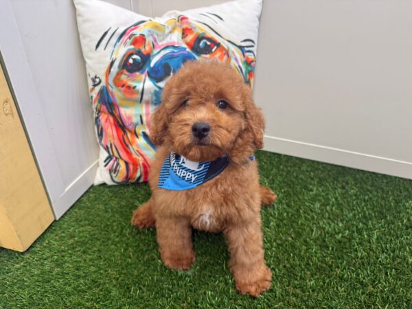 Merlot Mini Goldendoodle 01