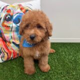 Merlot Mini Goldendoodle 04