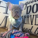 Mia French Bulldog 01