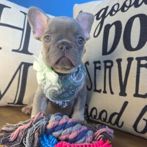 Mia French Bulldog 01