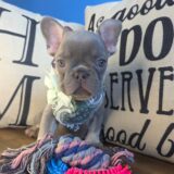 Mia French Bulldog 03