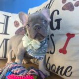 Mia French Bulldog 04