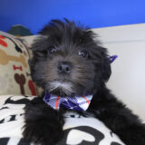 Milo Morkie 01