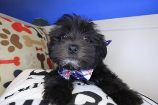Milo Morkie 01