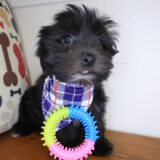 Milo Morkie 02