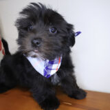 Milo Morkie 03