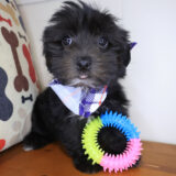 Milo Morkie 04