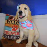 Navarre Golden Retriever 01