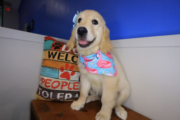 Navarre Golden Retriever 01