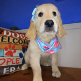 Navarre Golden Retriever 02
