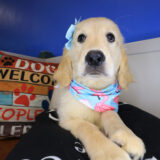 Navarre Golden Retriever 03
