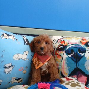 Nimbus Goldendoodle 01