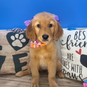 Nova Golden Retriever 01