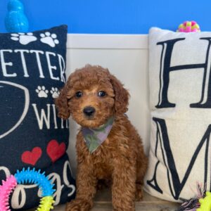 Orion Mini Goldendoodle 01