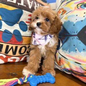 Penelope Cavapoo 01
