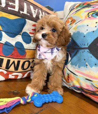 Penelope Cavapoo 01