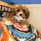 Penelope Cavapoo 02