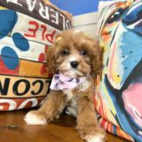 Penelope Cavapoo 03