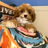 Penelope Cavapoo 04