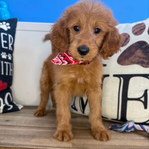 Pesto Mini Goldendoodle 01