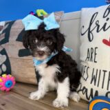 Poppy Aussiedoodles 02