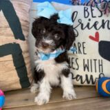 Poppy Aussiedoodles 03