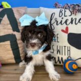 Poppy Aussiedoodles 04