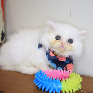 Queen Latifah Persian 01