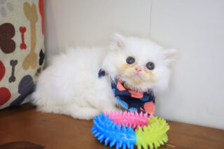 Queen Latifah Persian 01