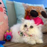 Queen Latifah Persian 03