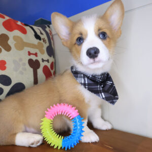 Quokka Pembroke Welsh Corgi 01