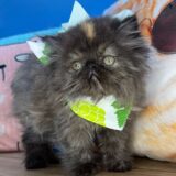 Raven Persian 01