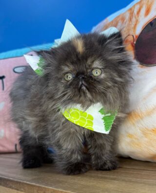 Raven Persian 01